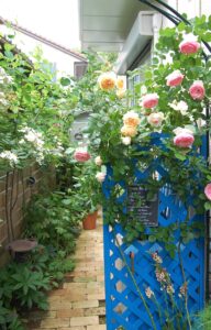 つるバラ
ピエール・ド・ロンサール
ローズガーデン
小さな庭
つるバラ
バラの庭づくり
５月のガーデニング
ガーデンリフォーム